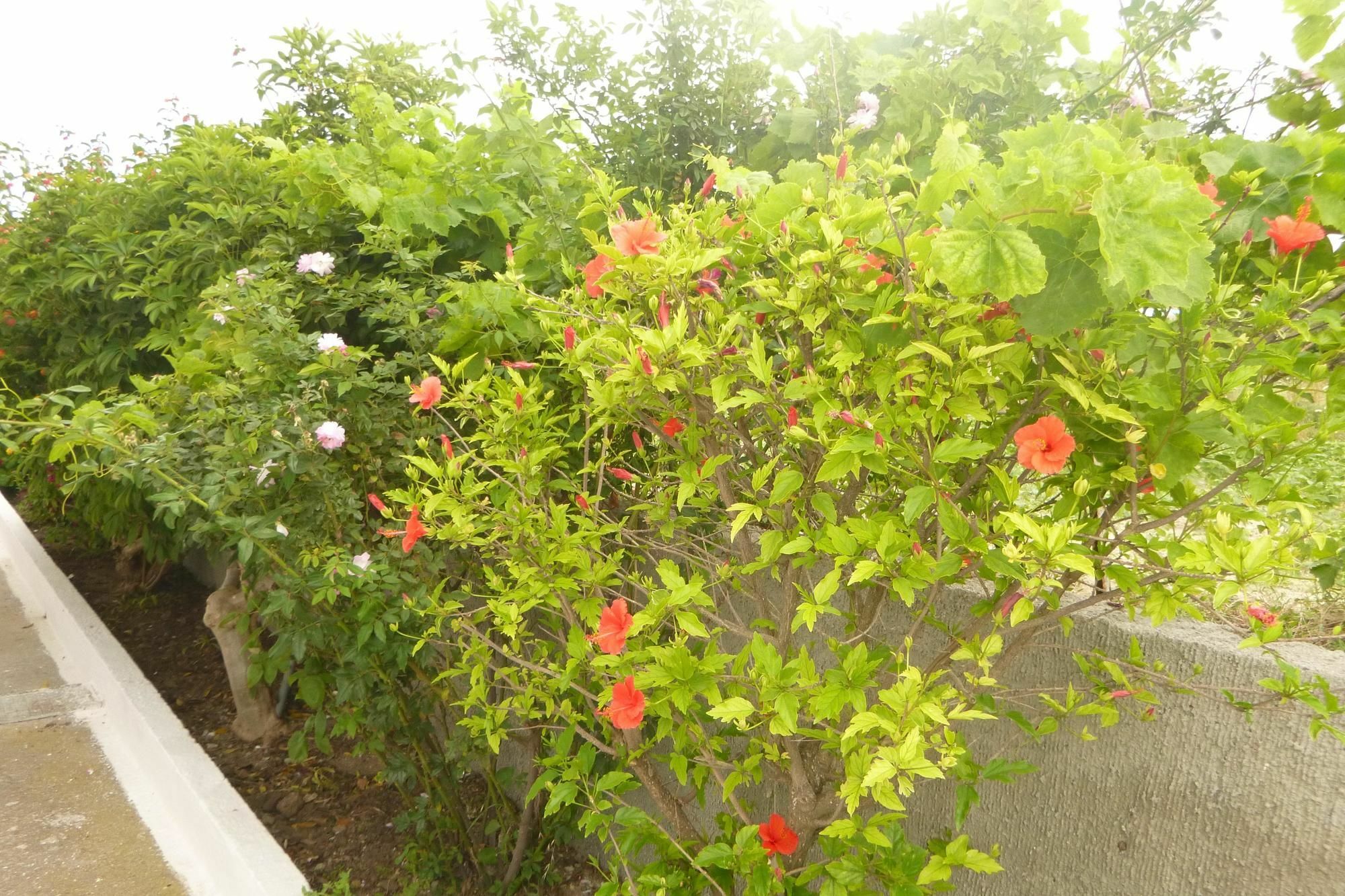 Ipokampos Apartment Kefalos  Bagian luar foto